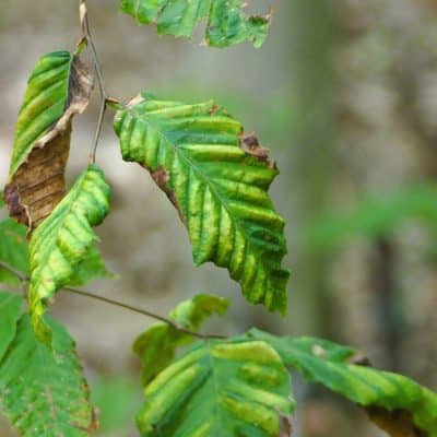 Beech Leaf Disease